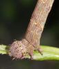Lycia hirtaria